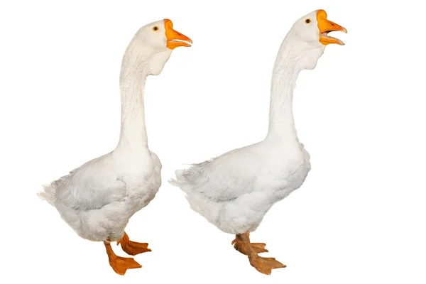 stock image Goose