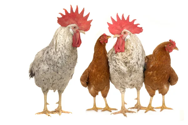 Horoz ve kahverengi tavuk — Stok fotoğraf