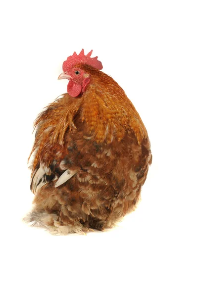 Cock — Stock Photo, Image