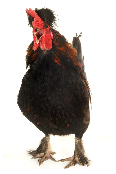 Singing cock — Stock Photo, Image
