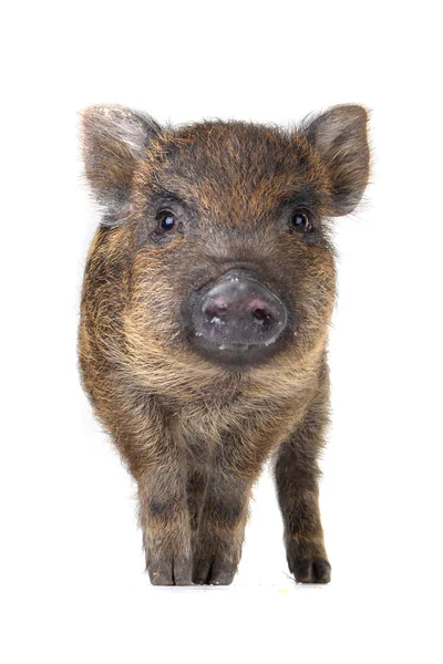 Świnia mała — Zdjęcie stockowe