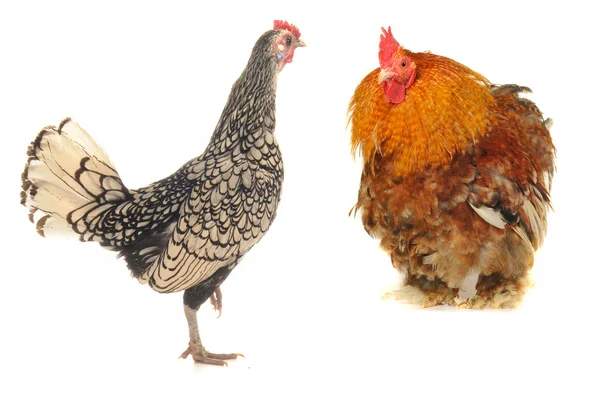 Horoz ve tavuk — Stok fotoğraf
