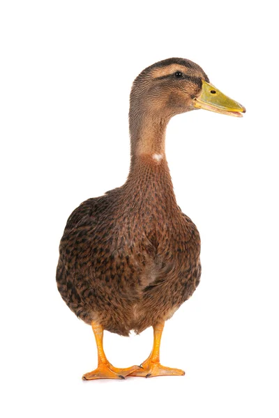 stock image Duck