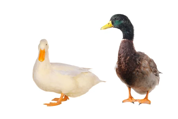 Zwei weiße Enten — Stockfoto