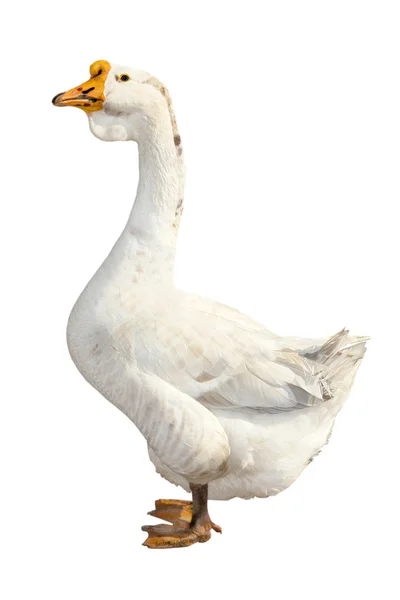 stock image Goose