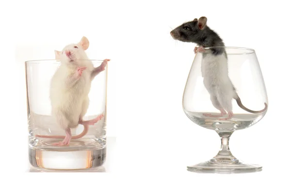 Twee kleine ratten — Stockfoto