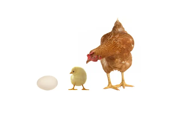 Gallina, pollo y huevo — Foto de Stock