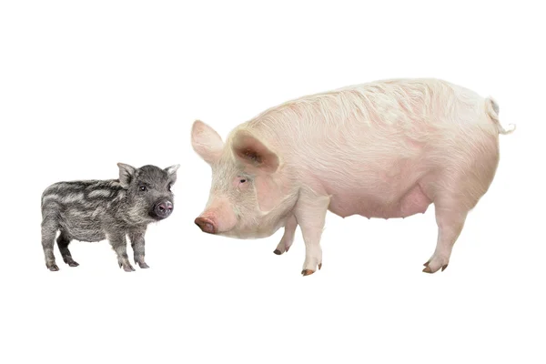 Babi, pada latar belakang putih — Stok Foto