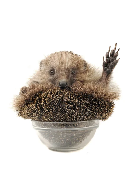 stock image Standing hedgehog