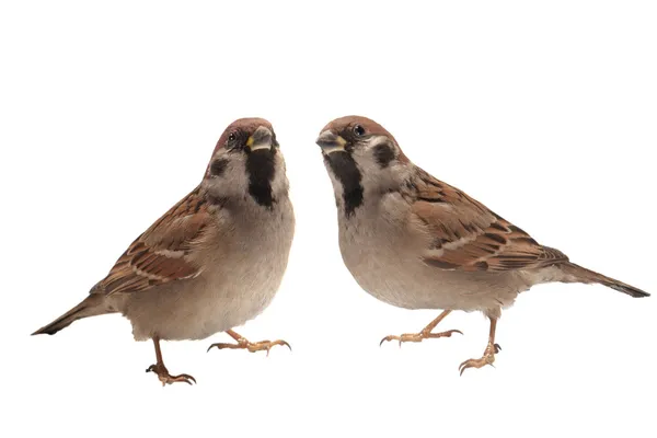 Twee sparrow — Stockfoto