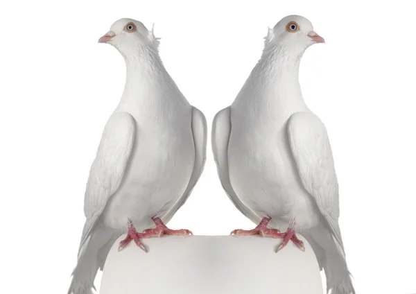 Twee duif — Stockfoto