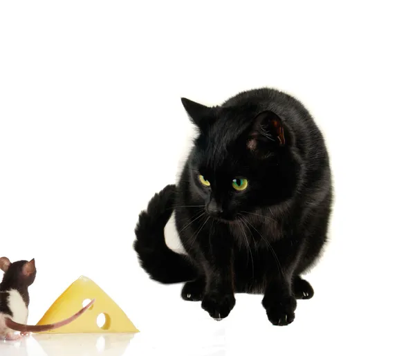 Rats and cat on a white background — Stock Photo, Image