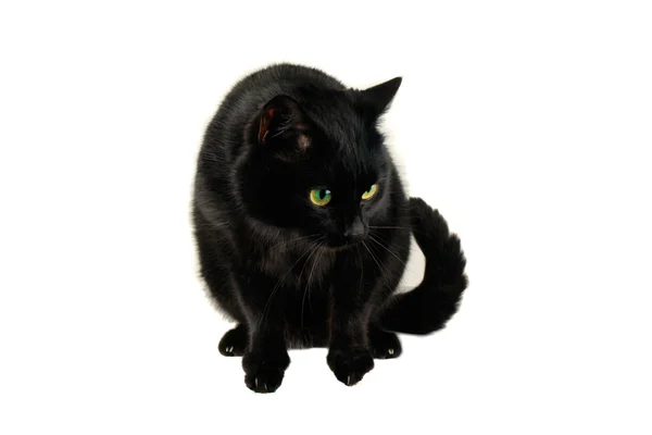 ラットと白い背景の上の猫 — ストック写真