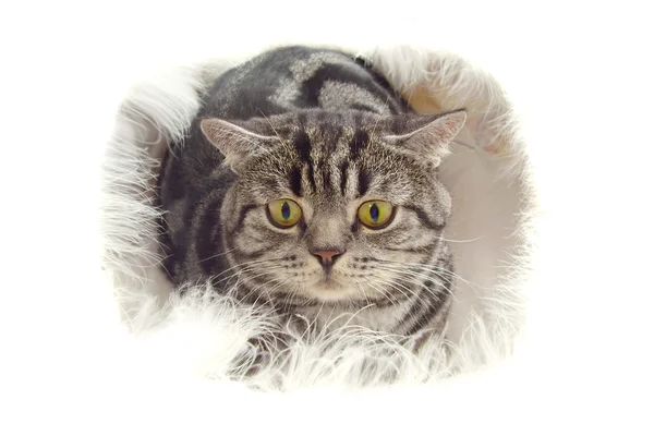 แมวบนพื้นหลังสีขาว — ภาพถ่ายสต็อก