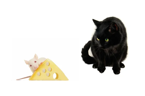 Ratten en kat — Stockfoto