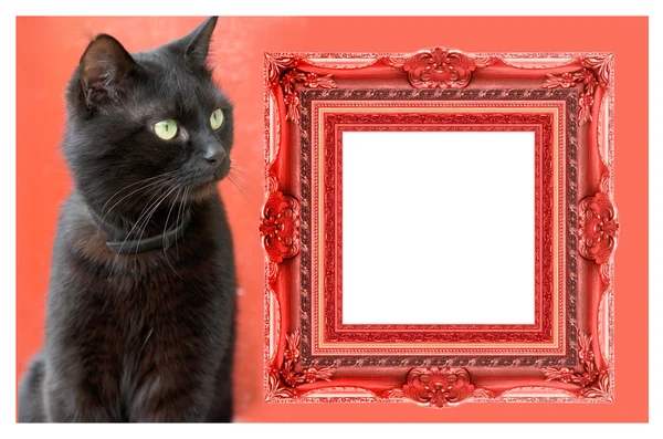 Gato saindo do quadro de imagem — Fotografia de Stock