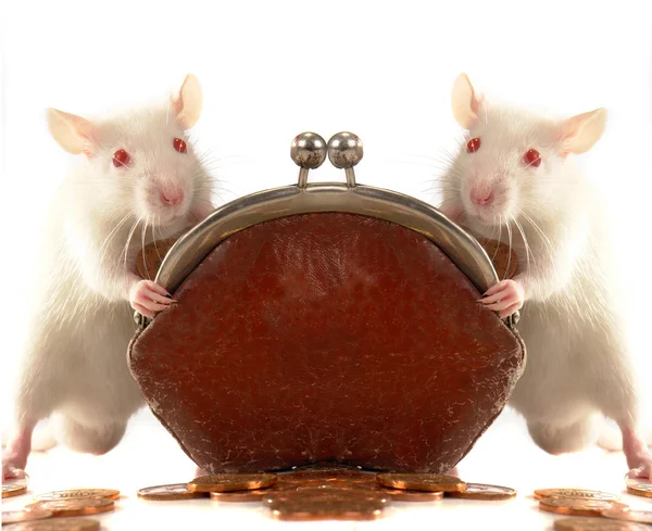 Dois ratos em um fundo branco — Fotografia de Stock