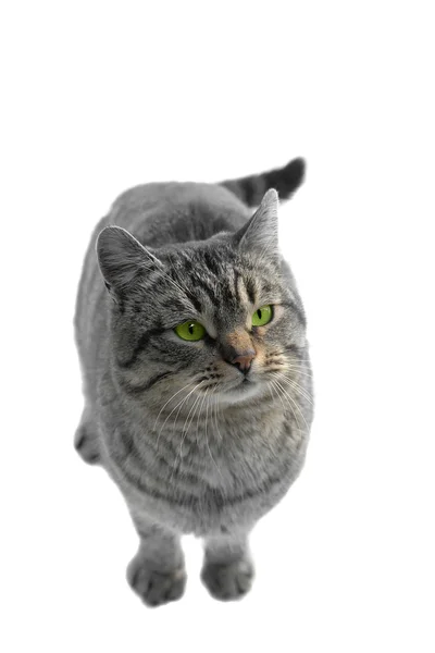 Graue Katze — Stockfoto