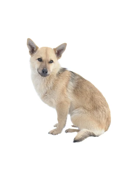 Lekki brązowy pies — Zdjęcie stockowe