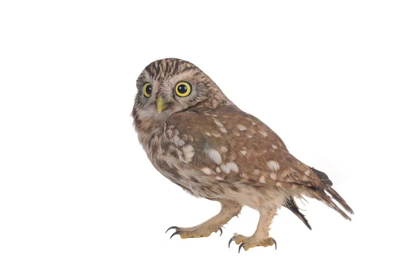 Duszek horned owl na białym tle — Zdjęcie stockowe