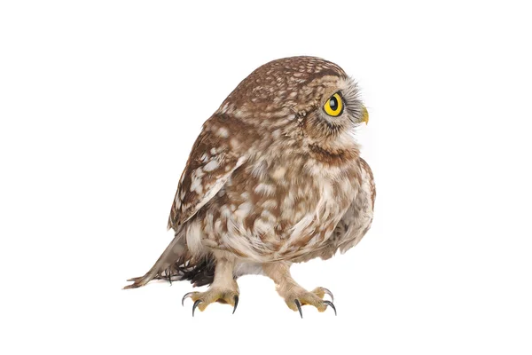 Brownie horned owl on a white background — Stock Photo, Image