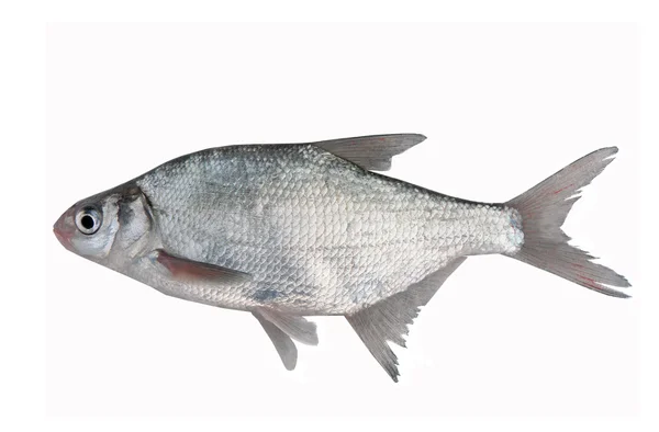 Fish bream — Stock Photo, Image