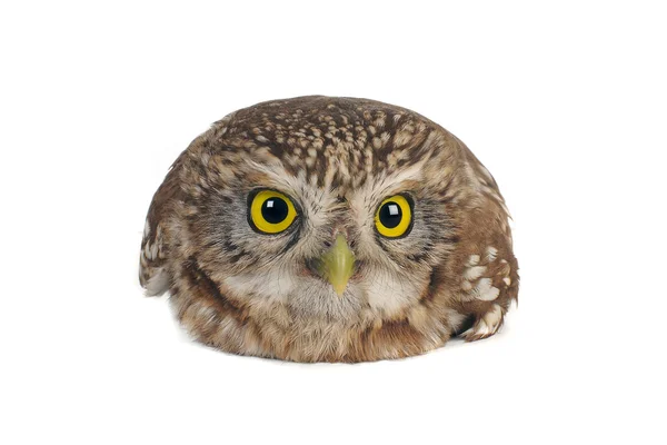Brownie horned owl på vit bakgrund — Stockfoto