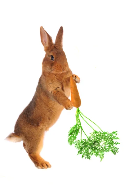 Brun kanin — Stockfoto