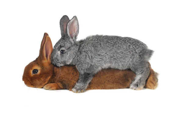 Dos conejos —  Fotos de Stock