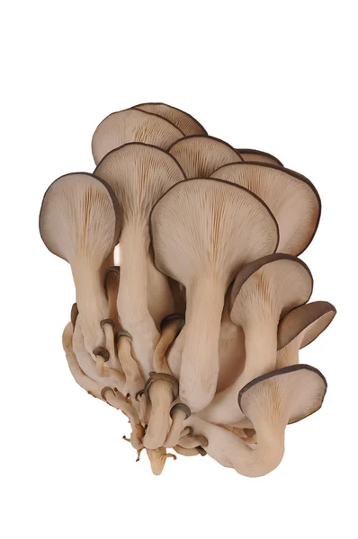 Funghi dell'ostrica — Foto Stock