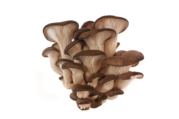 Funghi dell'ostrica — Foto Stock