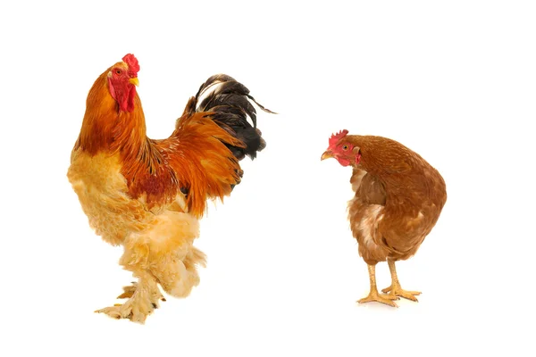 Желтый петух и курица — стоковое фото