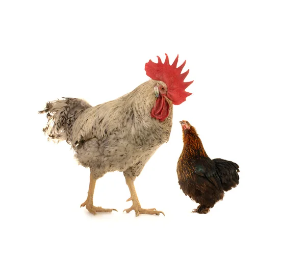 Horoz ve siyah tavuk — Stok fotoğraf
