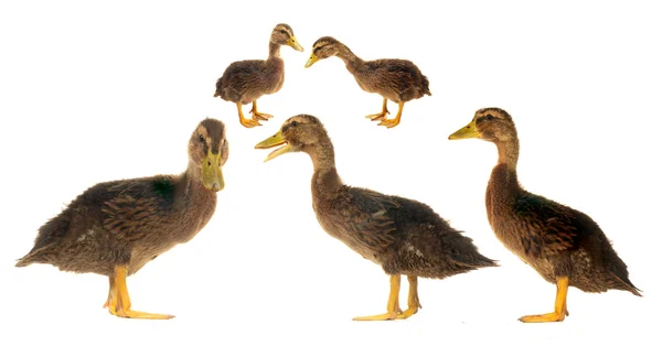 Ducks — Stock fotografie