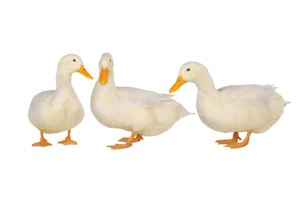 Três pato — Fotografia de Stock