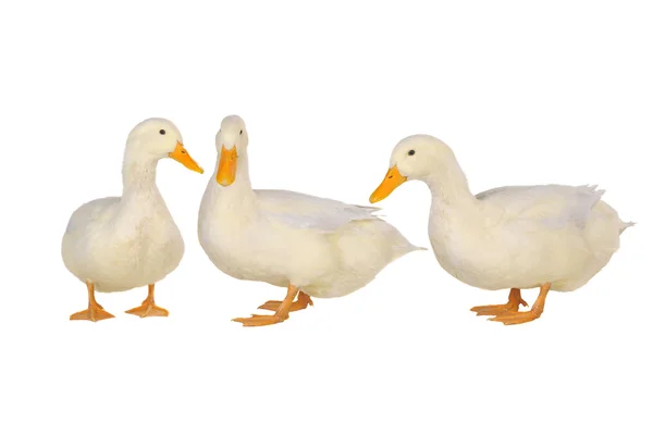 stock image Three duck