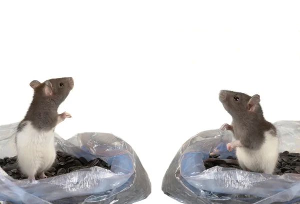 Iki gri sıçan — Stok fotoğraf