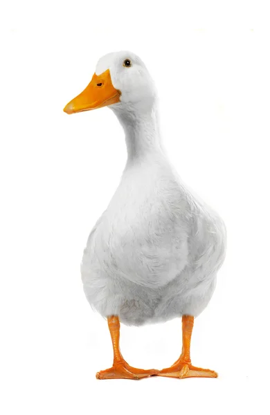 Biała kaczka — Zdjęcie stockowe