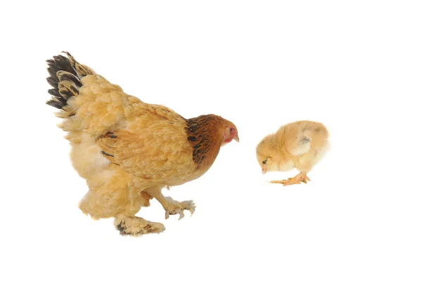 Породистая курица — стоковое фото