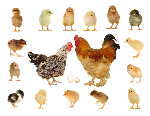 Hens on a white background — Stock Photo, Image