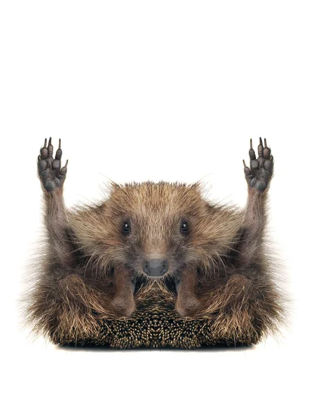 Standing hedgehog — Stock Photo, Image