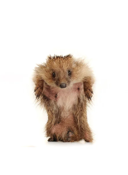 Standing hedgehog — Stock Photo, Image