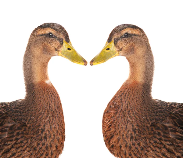 两只鸭子 — 图库照片