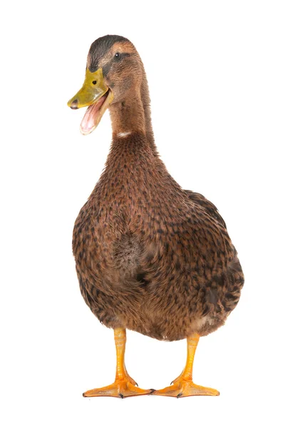 Duck Royalty Free Stock Photos