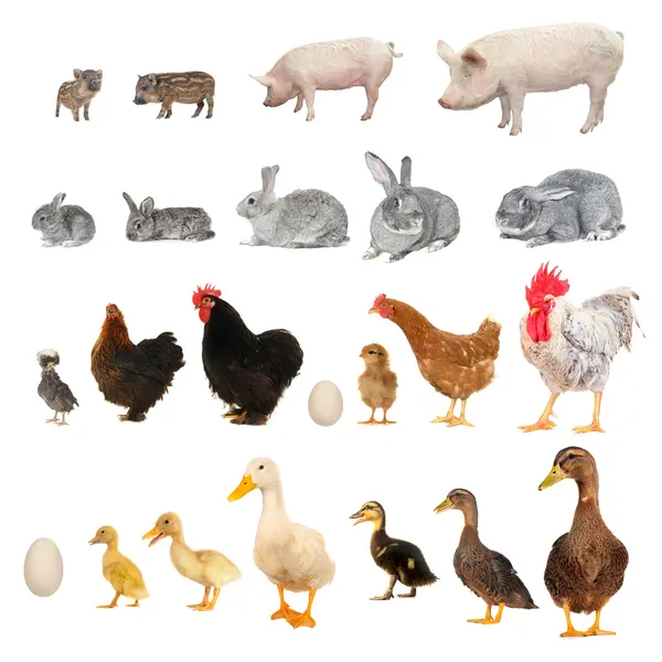 Animals Stock Photo