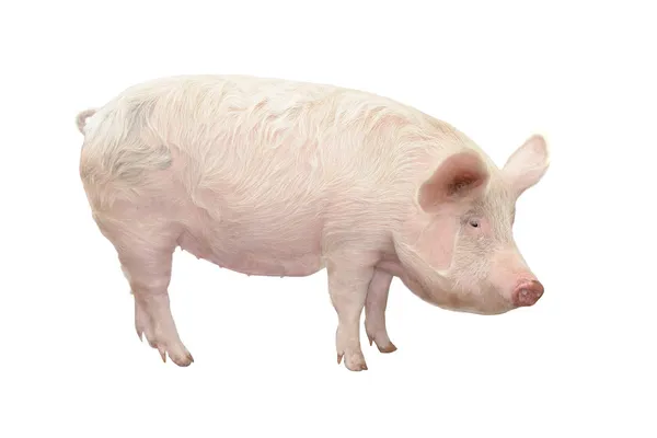 Свинья, на белом фоне Стоковая Картинка