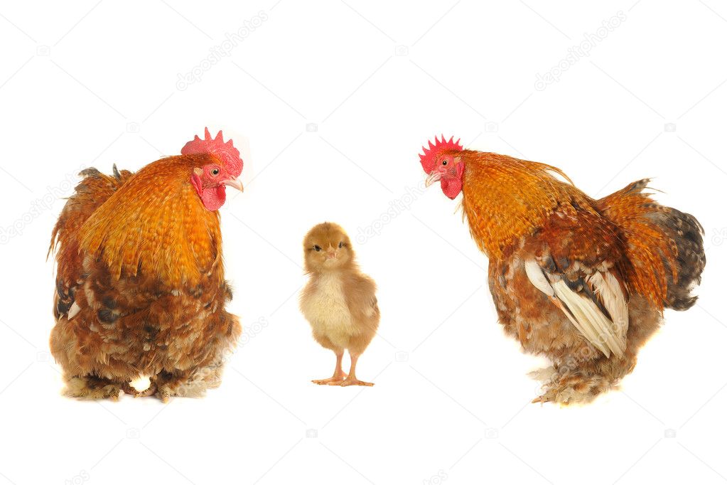Chick andcock