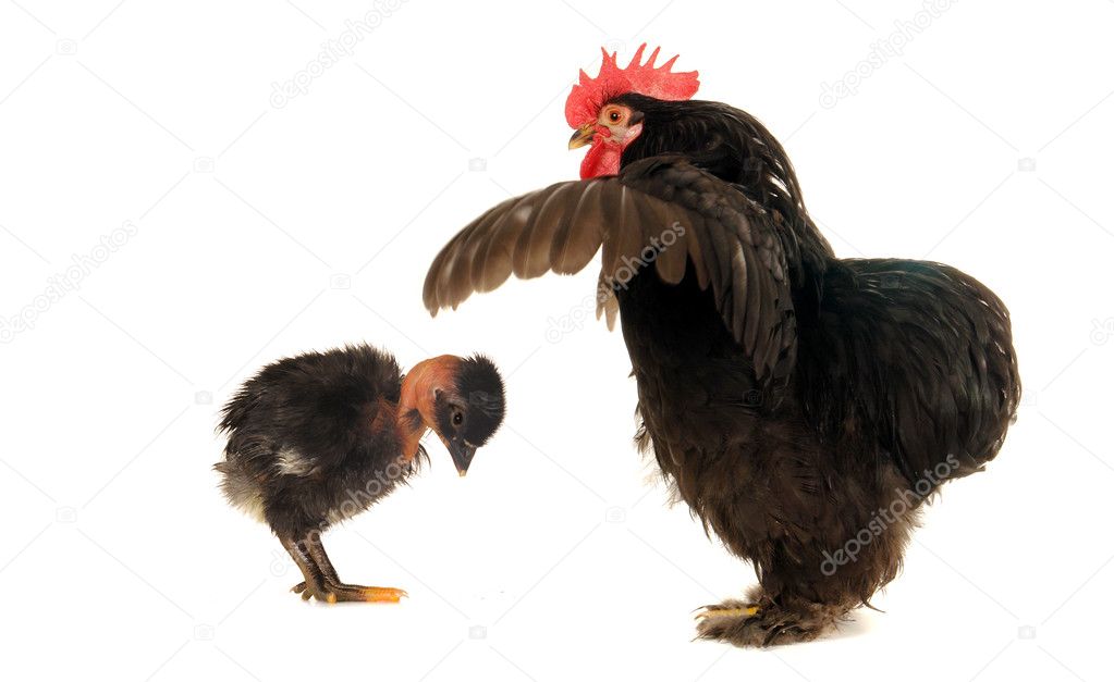 fotos van grote zwarte lullenwww dikke pussy