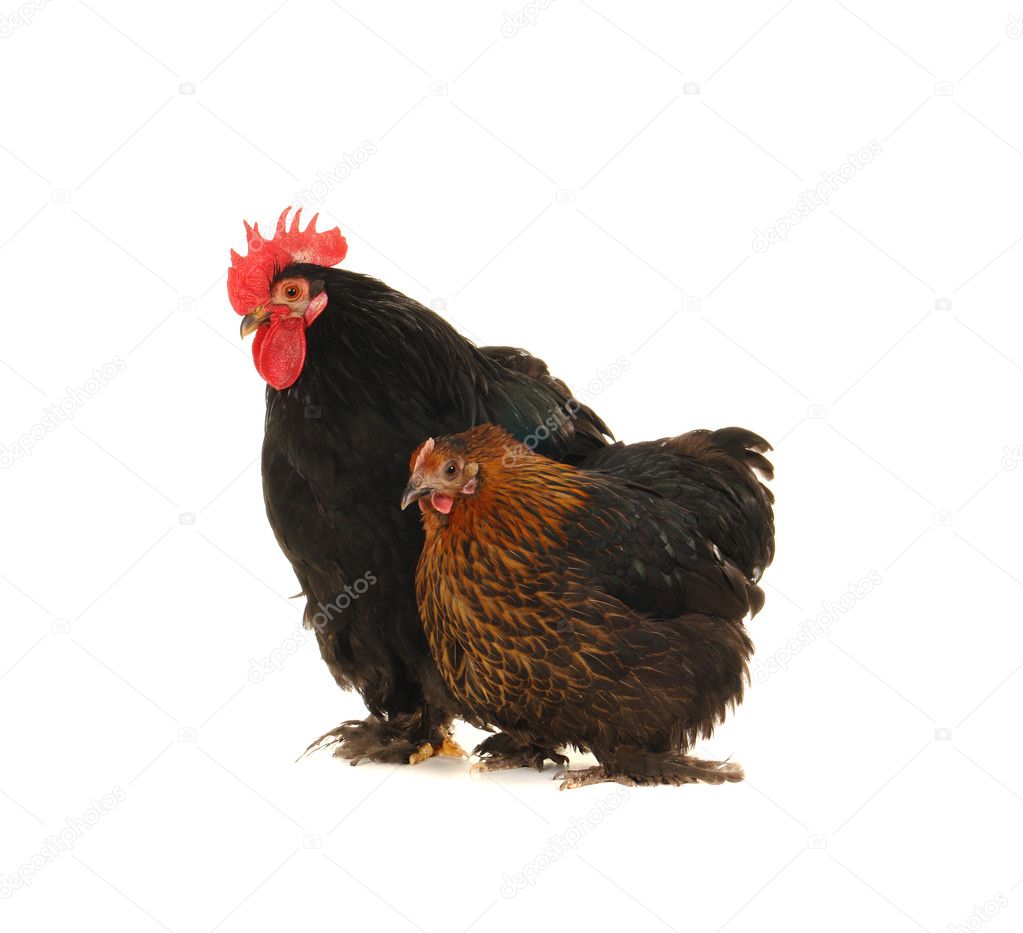 Hög upplöst kuk