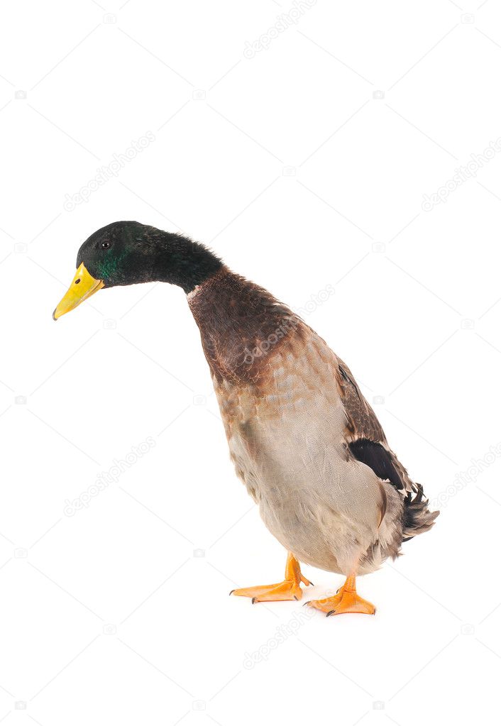 在白色背景上鸭– 图库图片